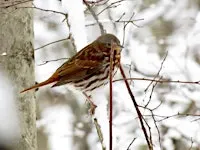 Resident Birds of Winter