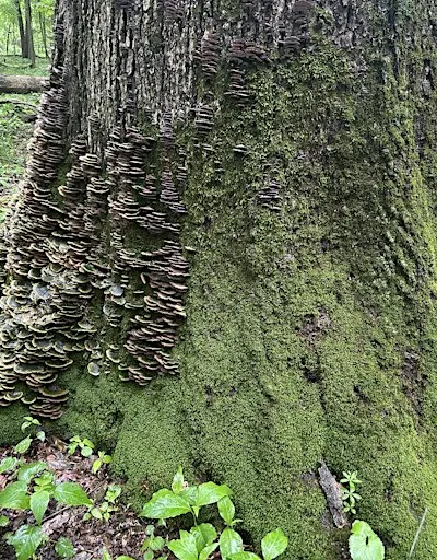 Celebration of The Woodlands- Knox County, OH