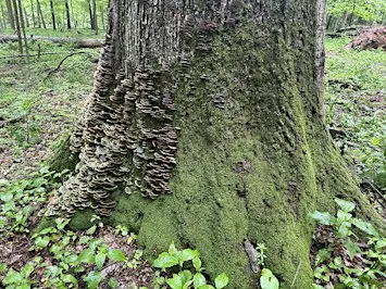 Celebration of The Woodlands- Knox County, OH
