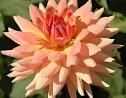 Elegant Fall Dahlia Flower Arranging Class