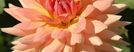 Elegant Fall Dahlia Flower Arranging Class