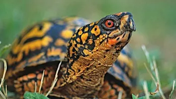 Reptiles of Western North Carolina