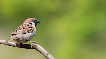 Sortie "Les oiseaux près de chez nous" à Bantzenheim