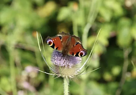 Reptile and butterfly survey day at Argal Reservoir