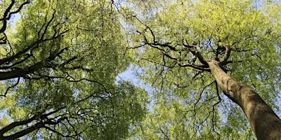 Trees of Great Park
