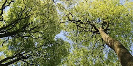 Trees of Great Park