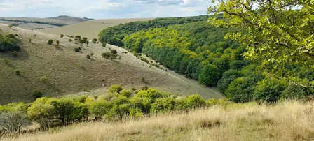 Wilder Melbury and Melbury Down