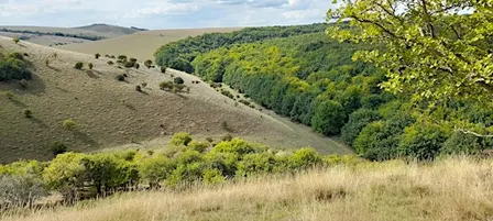 Wilder Melbury and Melbury Down
