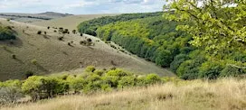 Wilder Melbury and Melbury Down