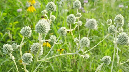 Native Plant Workshop-10/23/2026