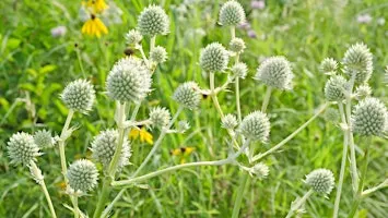 Native Plant Workshop-10/23/2026