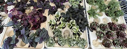 Plant Swap & Discussion