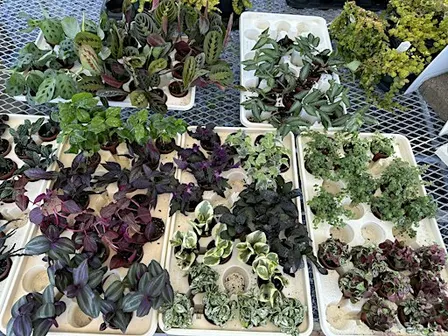 Plant Swap & Discussion