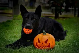 9th Annual Howling Halloween Dog Walk and 5K