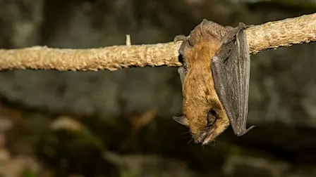 Bats of the NC Arboretum with Mist Netting Demonstration