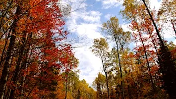 Fall Tree ID
