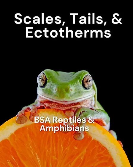 Burpee Museum BSA: Reptiles & Amphibians - Virtual