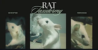 Rat Taxidermy Workshop