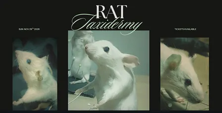 Rat Taxidermy Workshop