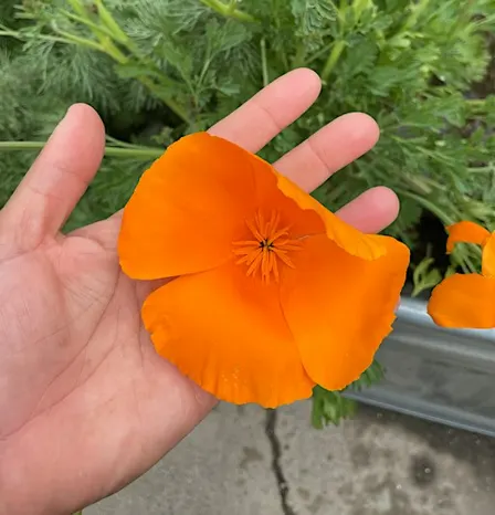 Garden Club for Kids!
