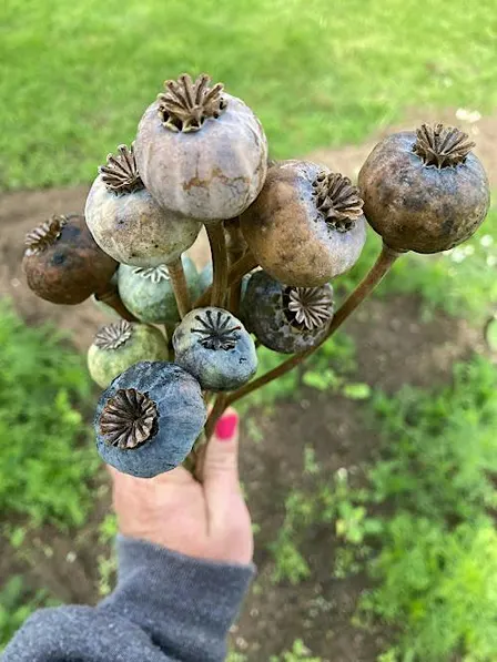 Poppy seed harvesting and crafting workshop