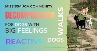 Decompression Walks | For Dogs With Big Feelings.