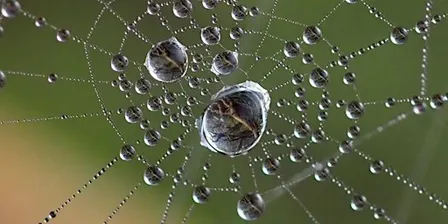 Macro Photography Course-Introduction to Macro Photography