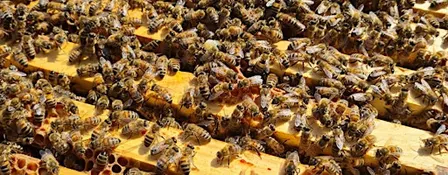 Beekeeping for beginners