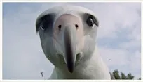 Albatross: A film by Chris Jordan