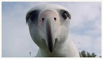 Albatross: A film by Chris Jordan