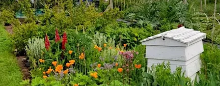 Beekeeping for improvers