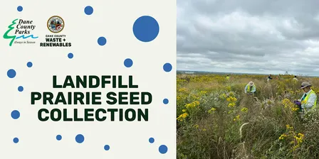 Dane County Landfill Prairie Seed Collection Event