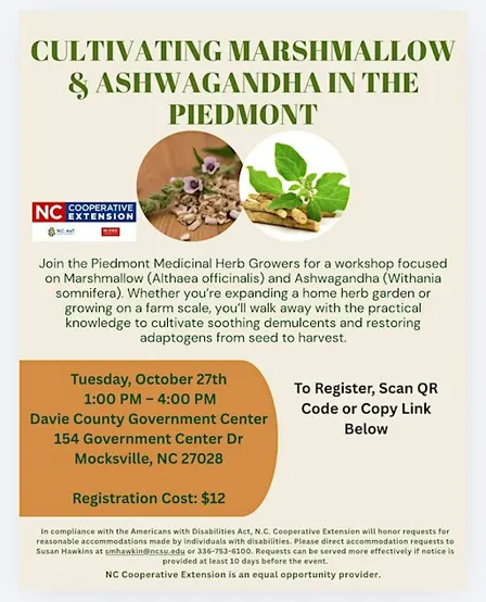 Cultivating Marshmallow & Ashwagandha in The Piedmont