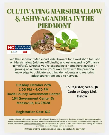 Cultivating Marshmallow & Ashwagandha in The Piedmont