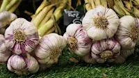 Garlic Obsession