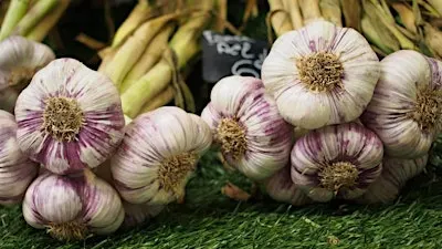 Garlic Obsession