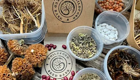 Guildford Seed Bank Autumn Gathering - Seed Saving & Sorting