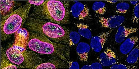 Antibody Validation: The Key to Reproducible and Reliable Research