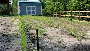 Root Vegetable Harvesting in the Farmette: November 3