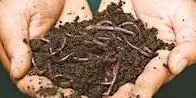 Build a Worm Bin and Start Composting