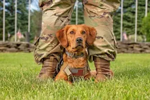 Paws & Pints: Celebrating 10 Years of Changing Lives