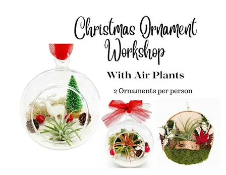 Holiday Ornament w/ Air Plants