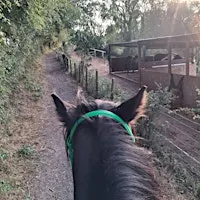 Laminitis laid bare