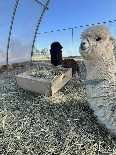 Sunset Alpaca Tour