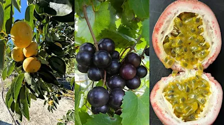 2026 Fruit Crop Diversification Field Day