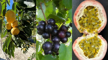 2026 Fruit Crop Diversification Field Day