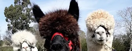 Nordic Alpaca Spa