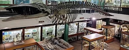 Zoology Museum Tour 12:00-12:45
