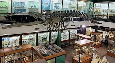 Zoology Museum Tour 12:00-12:45