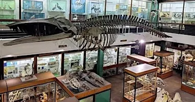 Zoology Museum Tour 12:00-12:45